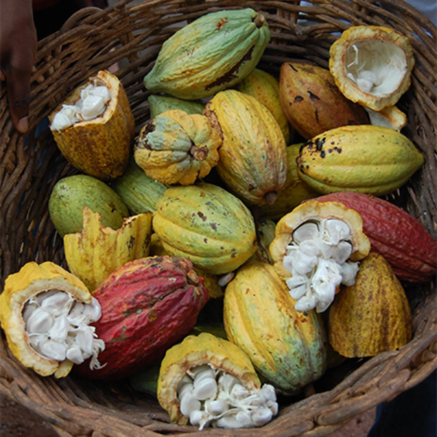 Challenges and solutions in cocoa sustainability Fazer Group